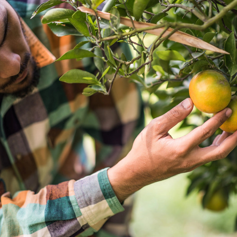 a man, wearing a plaid shirt, holding a ripe lemon from a tree.
