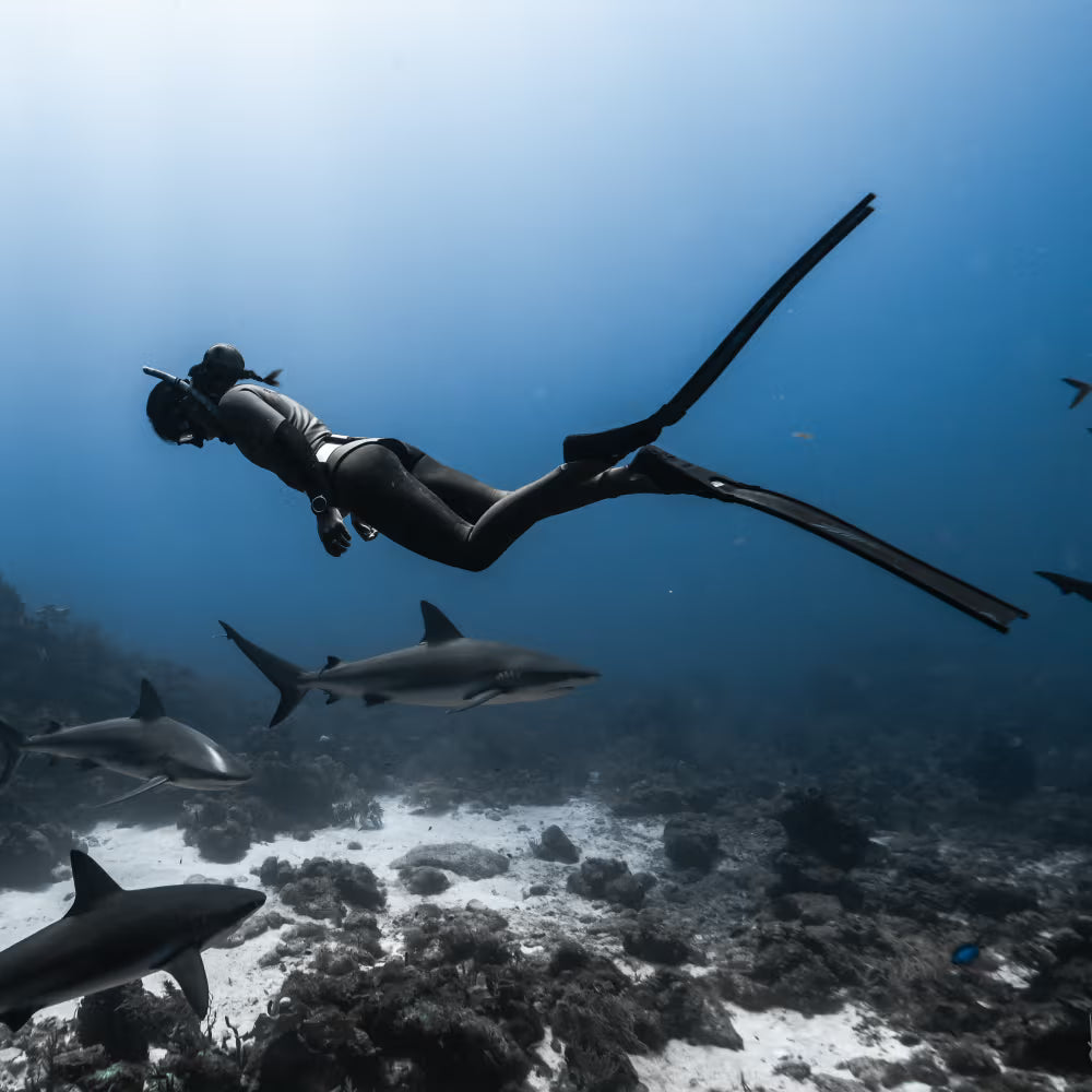 Enchante Gallardo swims underwater near several sharks over a coral reef