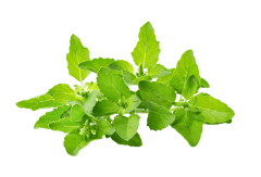 Holy basil leaves on a light background