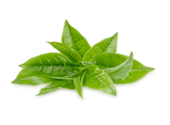 Green tea leaves on a light background