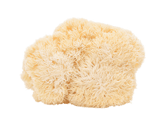 Lions Mane on a black background