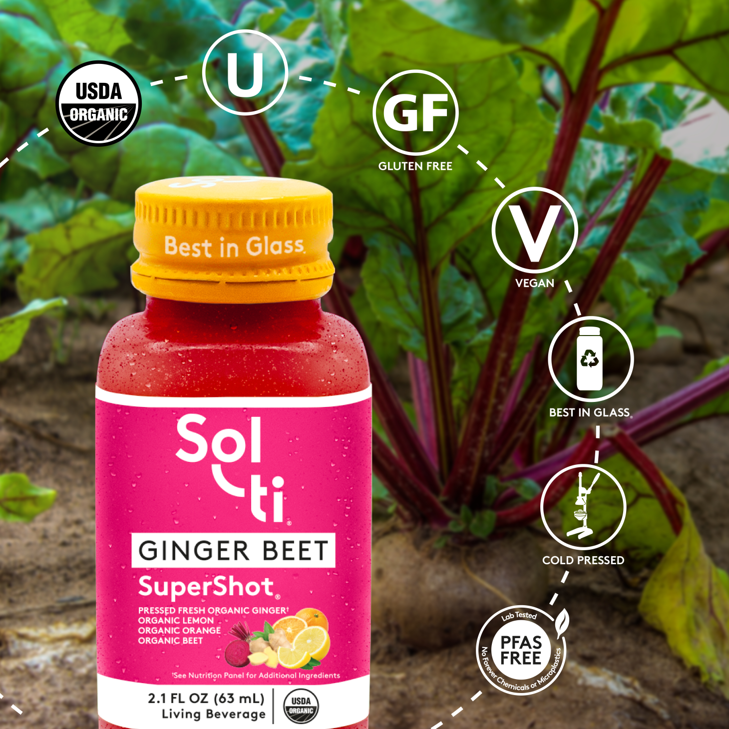 GINGER BEET SuperShot® 12 PACK Bundle